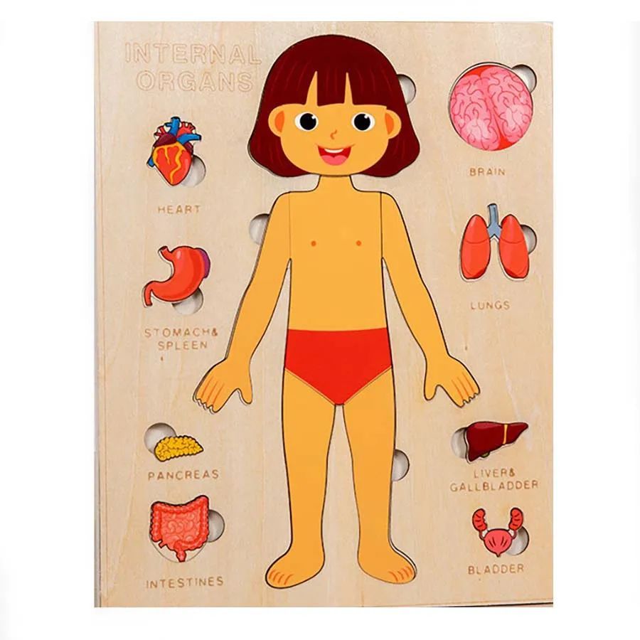 Human Body Puzzle for Kids – Montessori Learning Toy (Ages 3–6)