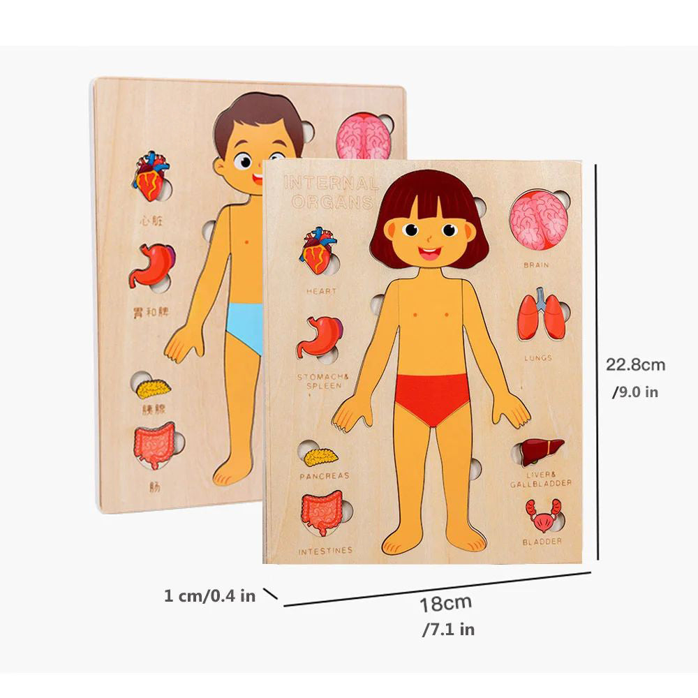 Human Body Puzzle for Kids – Montessori Learning Toy (Ages 3–6)