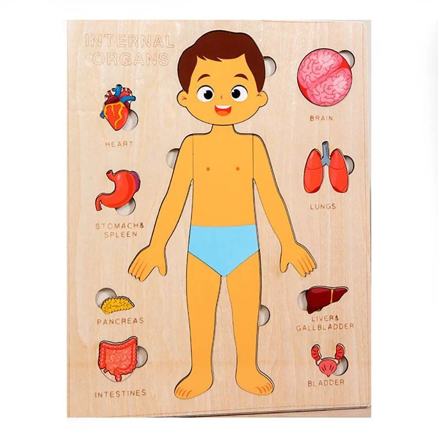 Human Body Puzzle for Kids – Montessori Learning Toy (Ages 3–6)