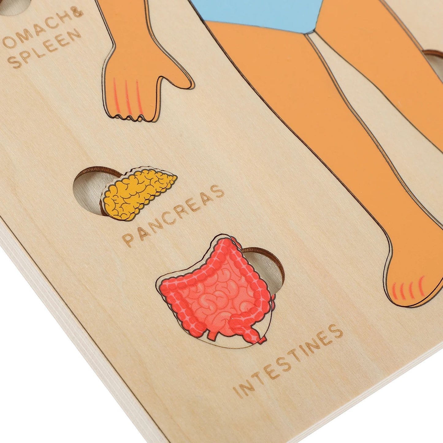Human Body Puzzle for Kids – Montessori Learning Toy (Ages 3–6)
