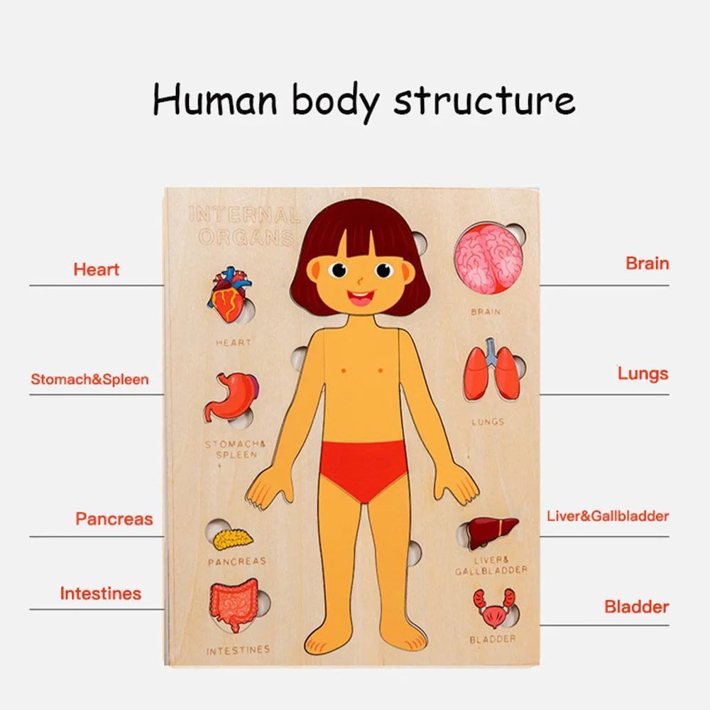 Human Body Puzzle for Kids – Montessori Learning Toy (Ages 3–6)
